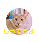 レオたんスタンプ0221（個別スタンプ：38）