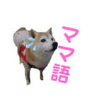 ママがごめんなさい2（個別スタンプ：1）