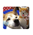 わんころU・x・U銀さん2（個別スタンプ：7）