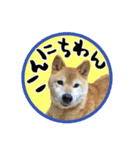 柴犬・ハルのひとりごと（個別スタンプ：12）