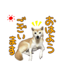 柴犬 じーざす 敬語 スタンプ（個別スタンプ：1）