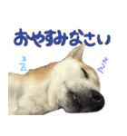 柴犬 じーざす 敬語 スタンプ（個別スタンプ：2）