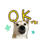 柴犬 じーざす 敬語 スタンプ（個別スタンプ：3）