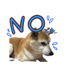 柴犬 じーざす 敬語 スタンプ（個別スタンプ：4）