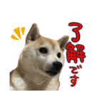 柴犬 じーざす 敬語 スタンプ（個別スタンプ：5）