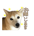 柴犬 じーざす 敬語 スタンプ（個別スタンプ：6）