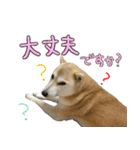 柴犬 じーざす 敬語 スタンプ（個別スタンプ：7）