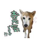 柴犬 じーざす 敬語 スタンプ（個別スタンプ：8）