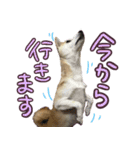柴犬 じーざす 敬語 スタンプ（個別スタンプ：9）