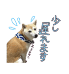 柴犬 じーざす 敬語 スタンプ（個別スタンプ：10）