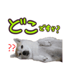 柴犬 じーざす 敬語 スタンプ（個別スタンプ：11）