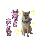 柴犬 じーざす 敬語 スタンプ（個別スタンプ：12）