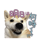 柴犬 じーざす 敬語 スタンプ（個別スタンプ：13）