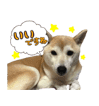 柴犬 じーざす 敬語 スタンプ（個別スタンプ：14）