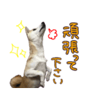 柴犬 じーざす 敬語 スタンプ（個別スタンプ：15）