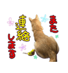 柴犬 じーざす 敬語 スタンプ（個別スタンプ：16）