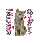 柴犬 じーざす 敬語 スタンプ（個別スタンプ：17）