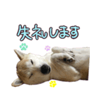 柴犬 じーざす 敬語 スタンプ（個別スタンプ：18）