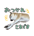 柴犬 じーざす 敬語 スタンプ（個別スタンプ：20）
