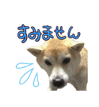 柴犬 じーざす 敬語 スタンプ（個別スタンプ：21）