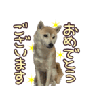 柴犬 じーざす 敬語 スタンプ（個別スタンプ：22）