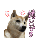 柴犬 じーざす 敬語 スタンプ（個別スタンプ：23）