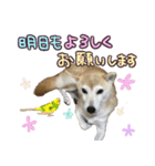 柴犬 じーざす 敬語 スタンプ（個別スタンプ：24）