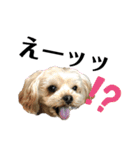 双子のヨーキー（個別スタンプ：8）