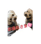 双子のヨーキー（個別スタンプ：15）