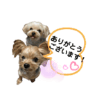 双子のヨーキー（個別スタンプ：23）
