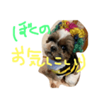 シーズー祭り2（個別スタンプ：5）