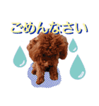 トイプードル、リリィのスタンプ、第2弾！（個別スタンプ：15）