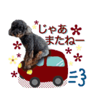 トイプードル、リリィのスタンプ、第2弾！（個別スタンプ：38）
