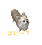 お散歩ミニーちゃん（個別スタンプ：12）