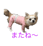 お散歩ミニーちゃん（個別スタンプ：15）