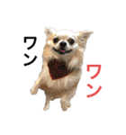 お散歩ミニーちゃん（個別スタンプ：34）