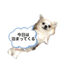 お散歩ミニーちゃん（個別スタンプ：37）