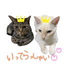 吉田家のにゃんこ達2（個別スタンプ：6）