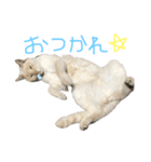 吉田家のにゃんこ達2（個別スタンプ：7）