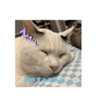 そらとおっぽのかわいいスタンプ（個別スタンプ：3）