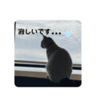 そらとおっぽのかわいいスタンプ（個別スタンプ：5）