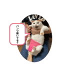 そらとおっぽのかわいいスタンプ（個別スタンプ：6）
