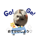 そらとおっぽのかわいいスタンプ（個別スタンプ：7）