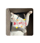 そらとおっぽのかわいいスタンプ（個別スタンプ：15）