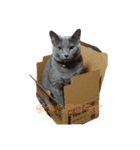 愛猫マリンスタンプ（個別スタンプ：7）