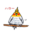 おにぎりインコ達（個別スタンプ：1）