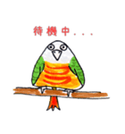 おにぎりインコ達（個別スタンプ：10）