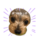 ヨーキーセラと時々スーチャン（個別スタンプ：7）