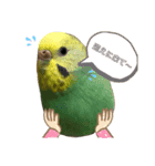 ヨーキーセラと時々スーチャン（個別スタンプ：13）