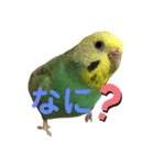 ヨーキーセラと時々スーチャン（個別スタンプ：14）